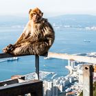 Berberaffe auf dem Fels in Gibraltar