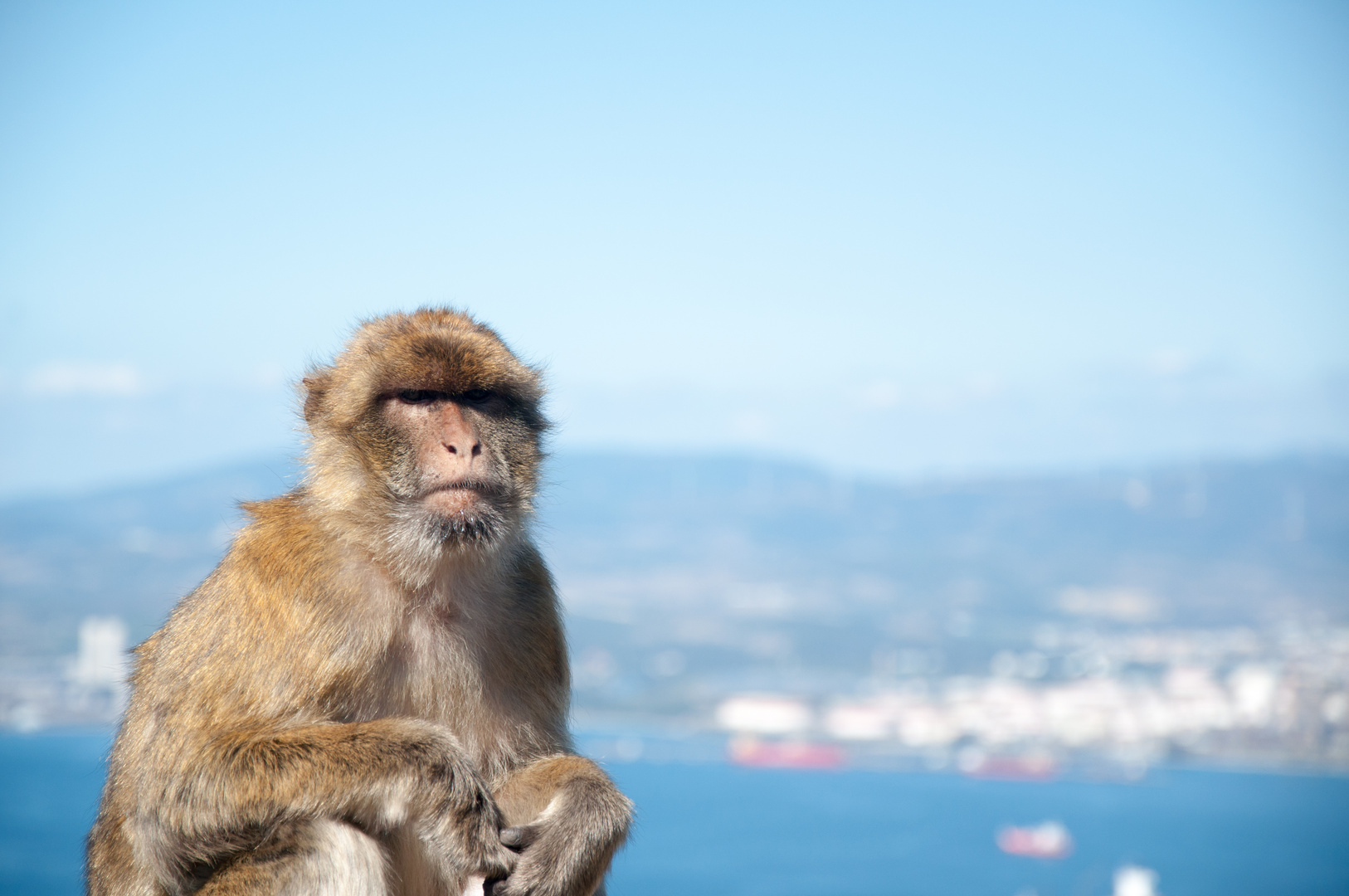 Berberaffe auf Gibraltar