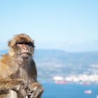 Berberaffe auf Gibraltar