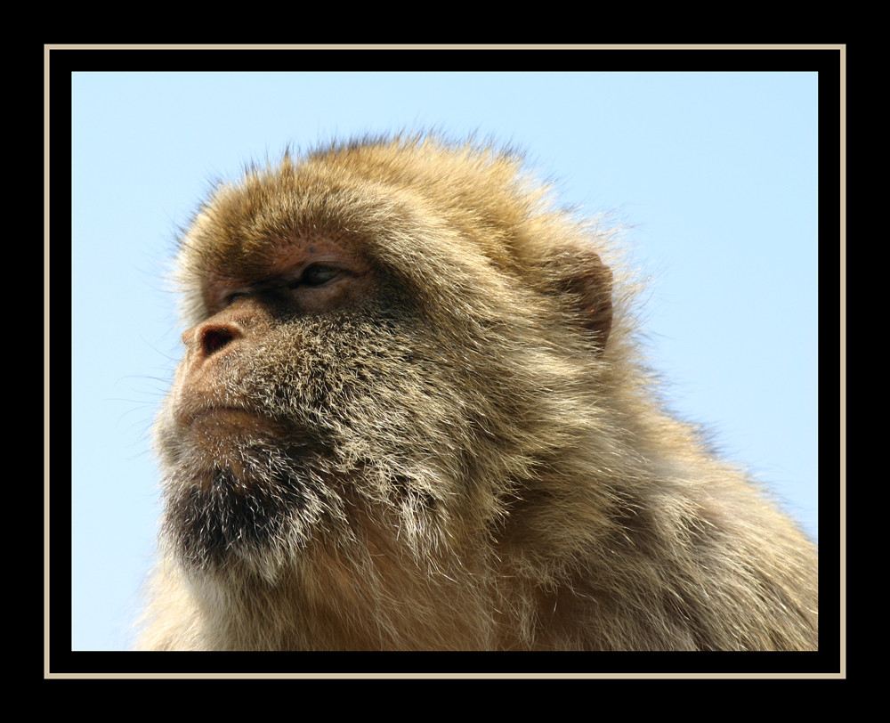 Berberaffe auf Gibraltar