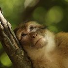 Berberaffe beim Blick in die Sterne