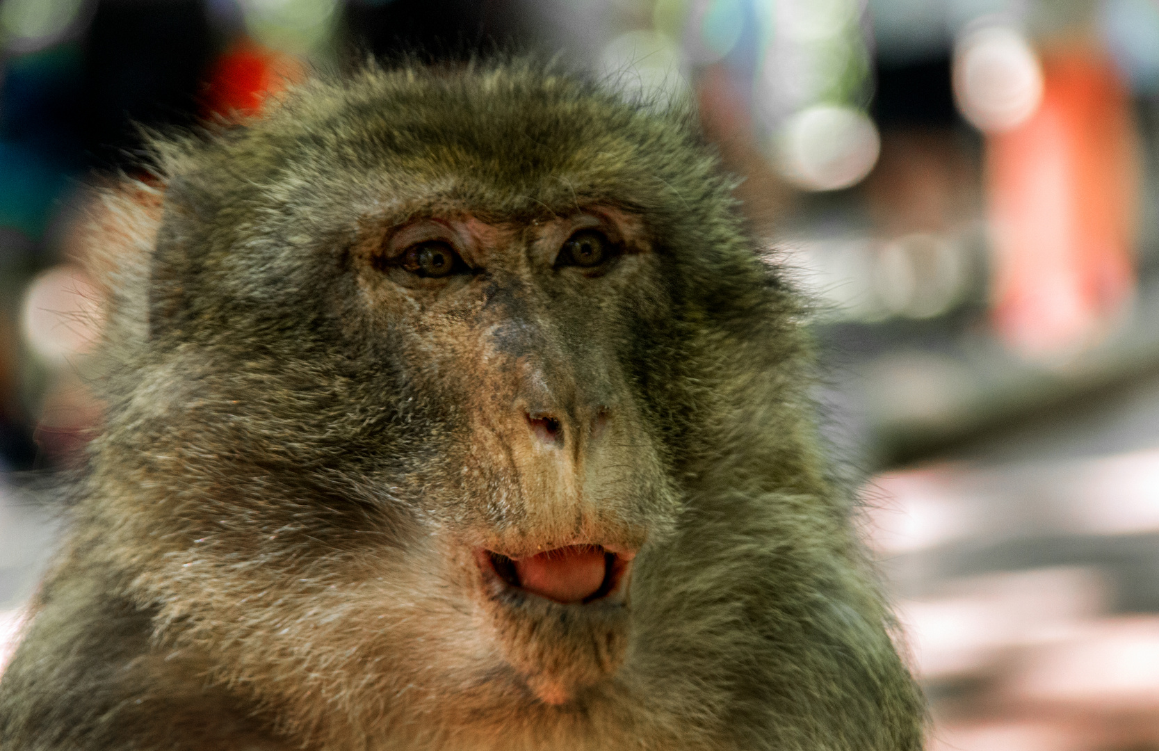 Berberaffe im Elsass - Montagne des Singes