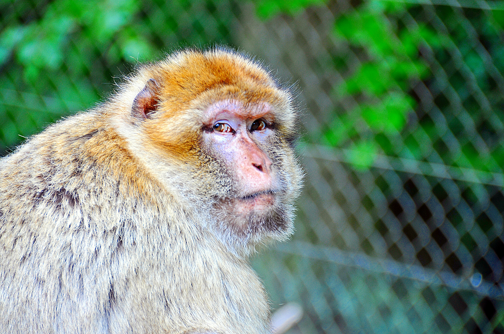 Berberaffe im Zoo Gera