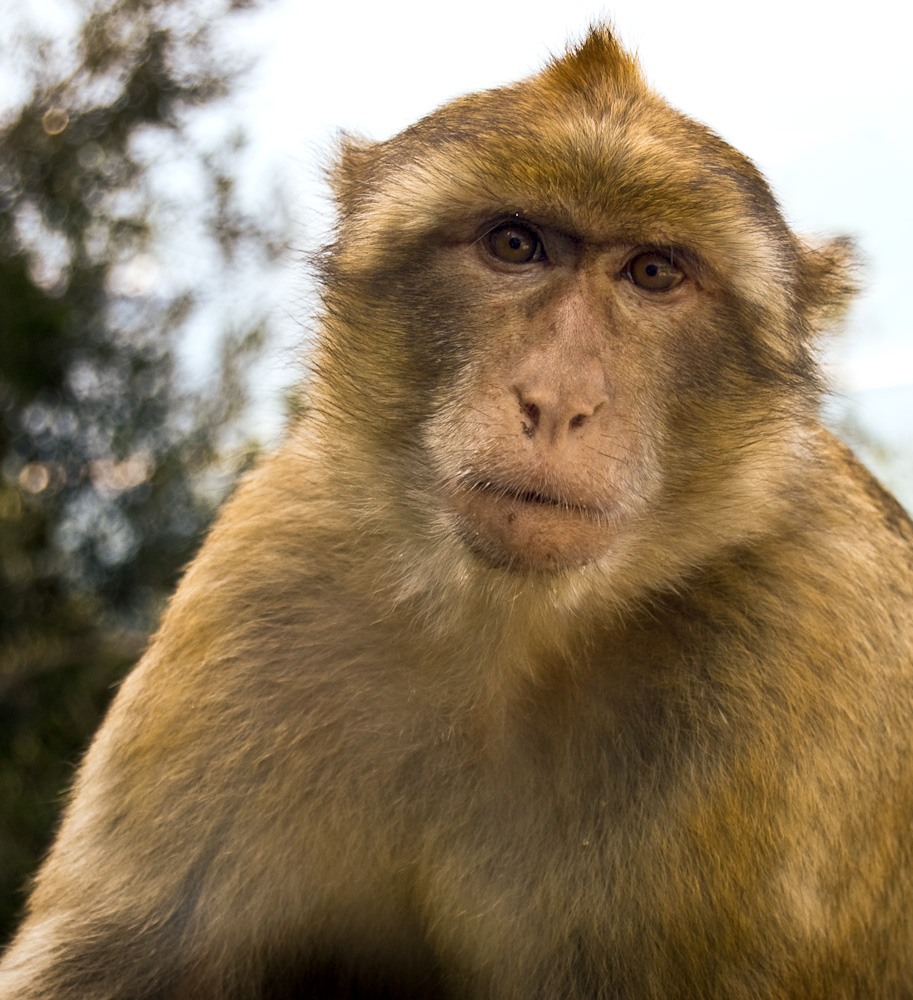 Berberaffe in Gibraltar von claudio66 