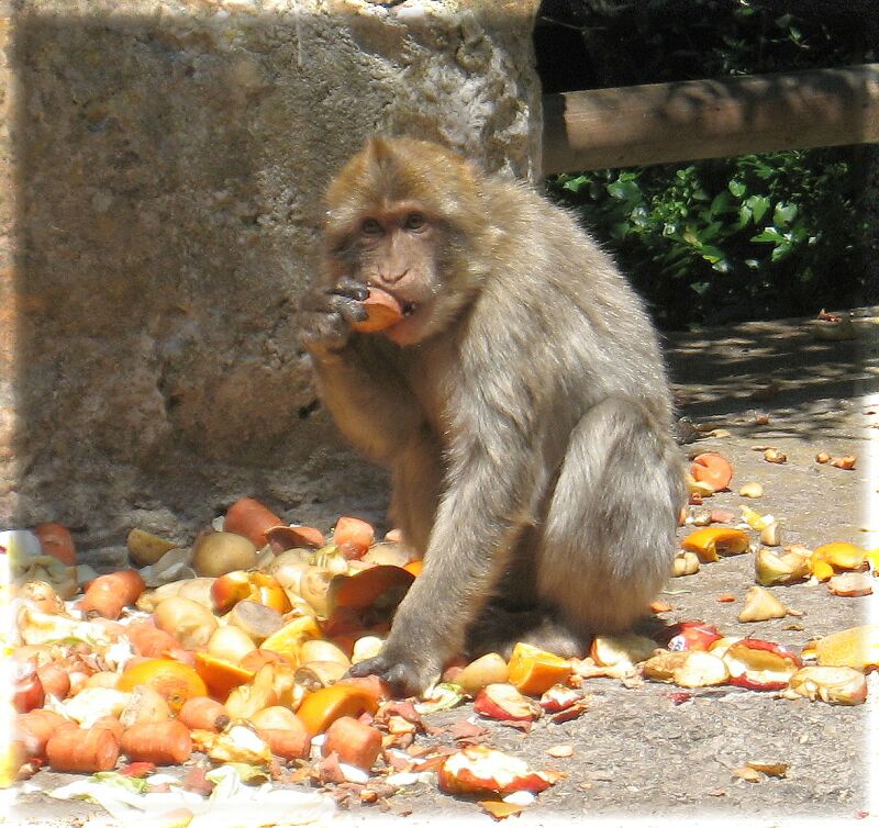 Berberaffe in Gibraltar