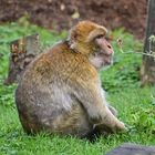 Berberaffe (Macaca sylvanus)