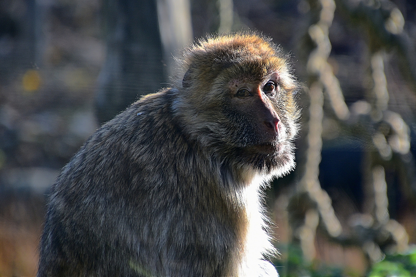 Berberaffe (Macaca sylvanus)