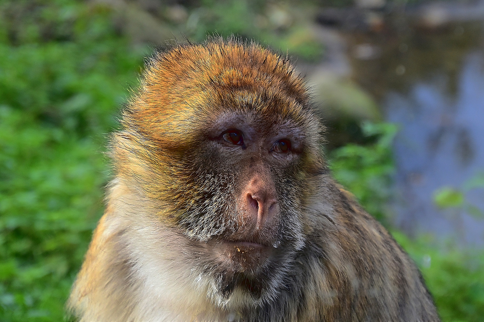 Berberaffe (Macaca sylvanus)