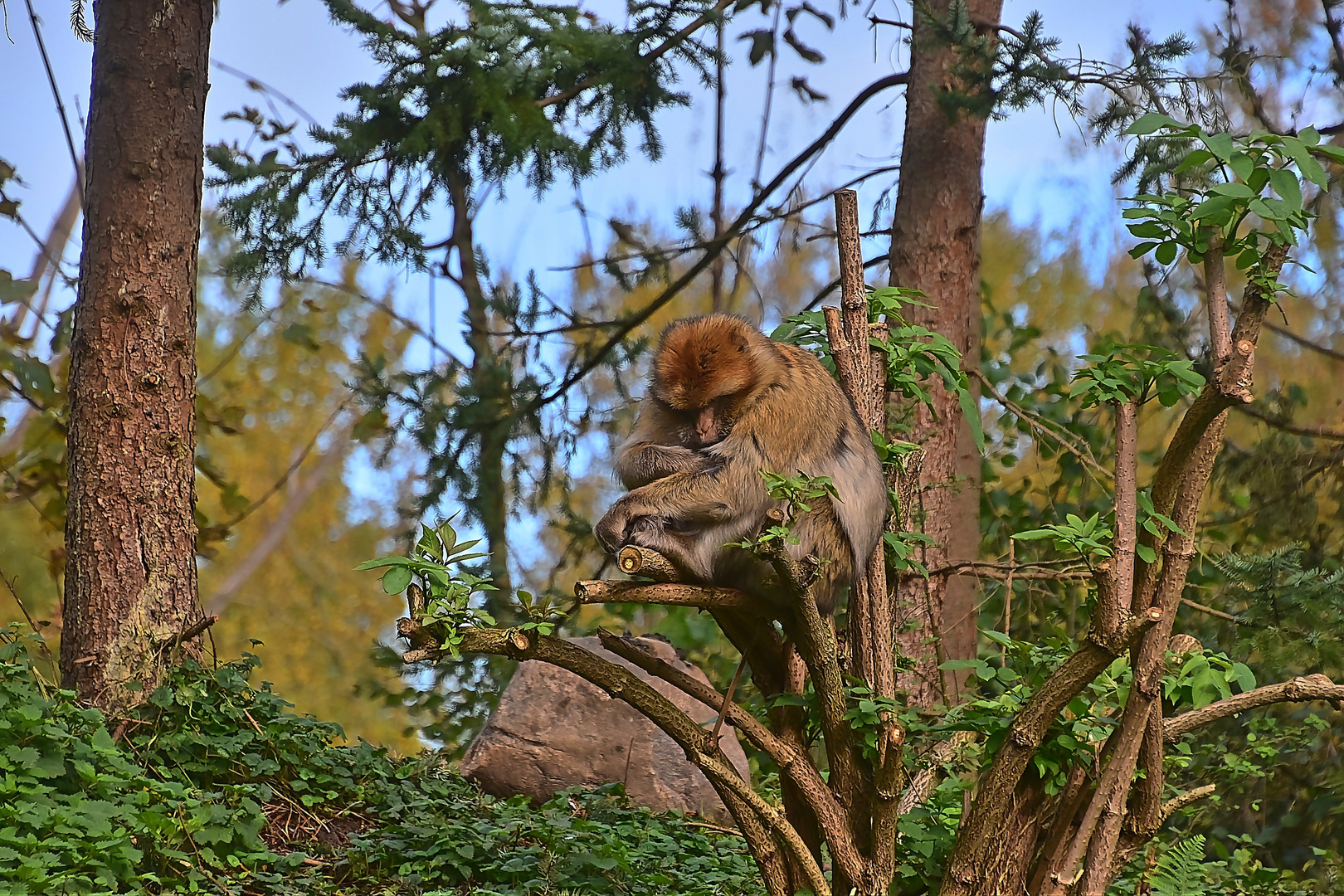 Berberaffe (Macaca sylvanus)