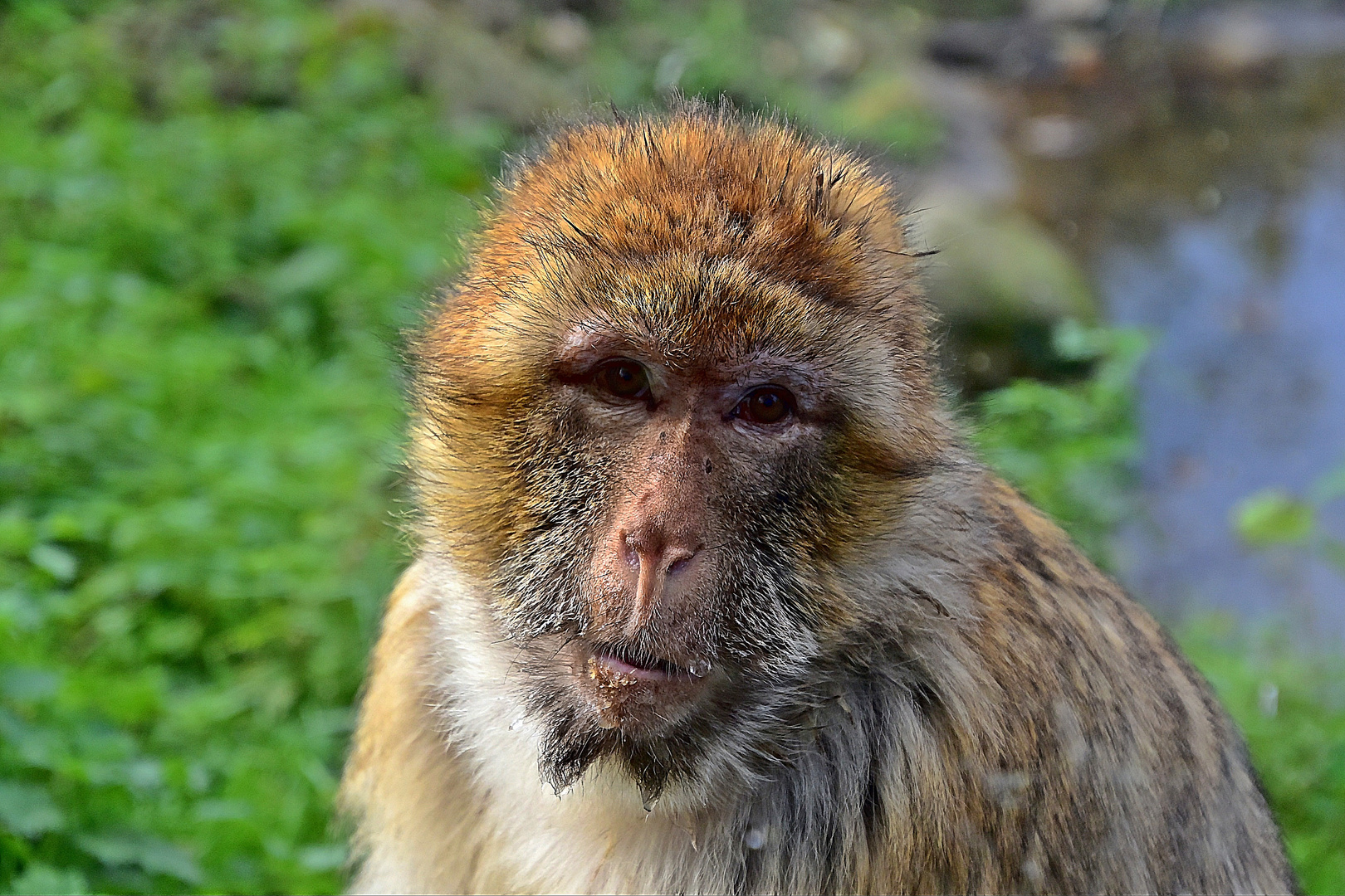 Berberaffe (Macaca sylvanus)