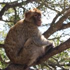 Berberaffe (Macaca sylvanus)