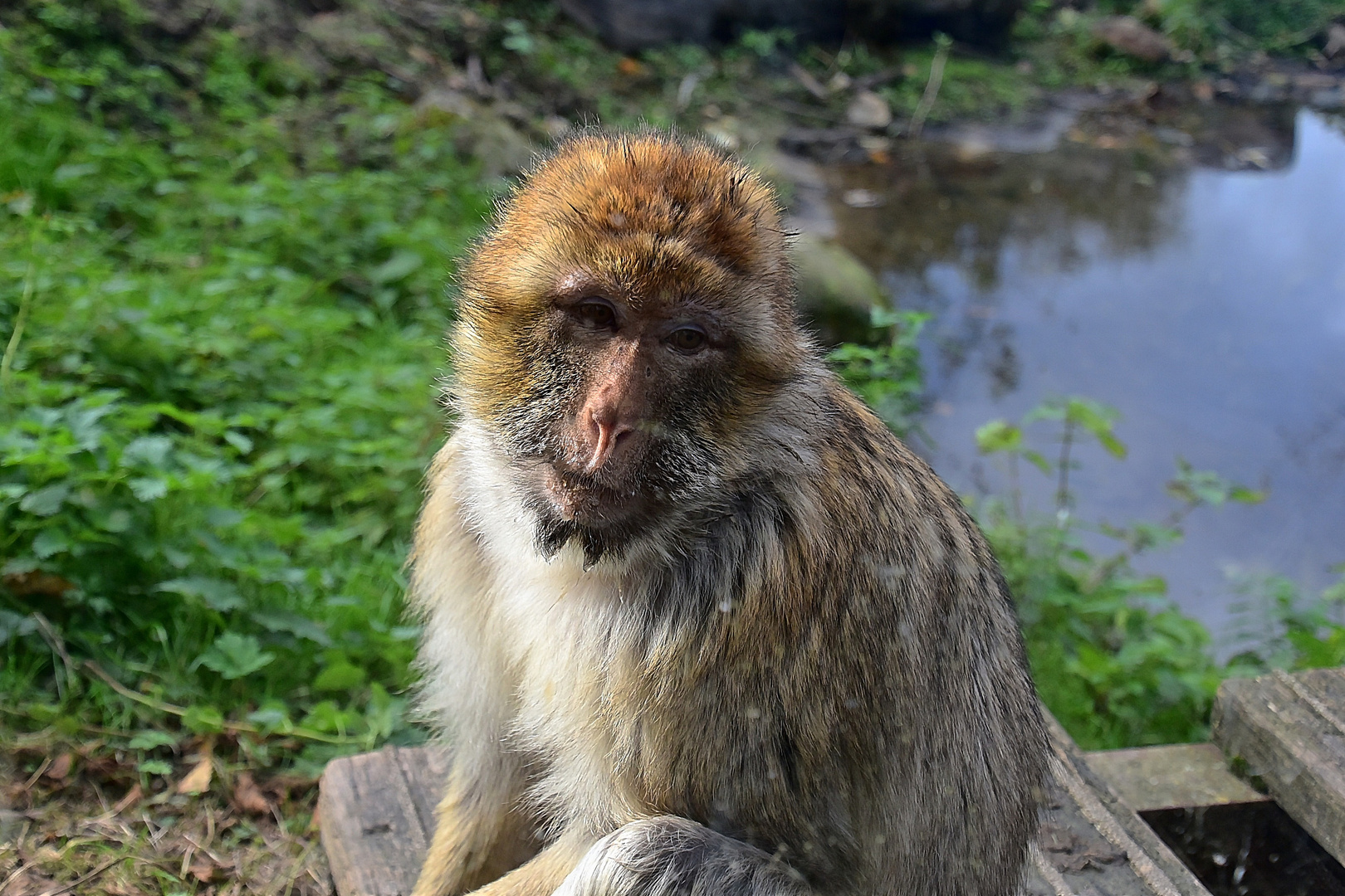 Berberaffe (Macaca sylvanus)