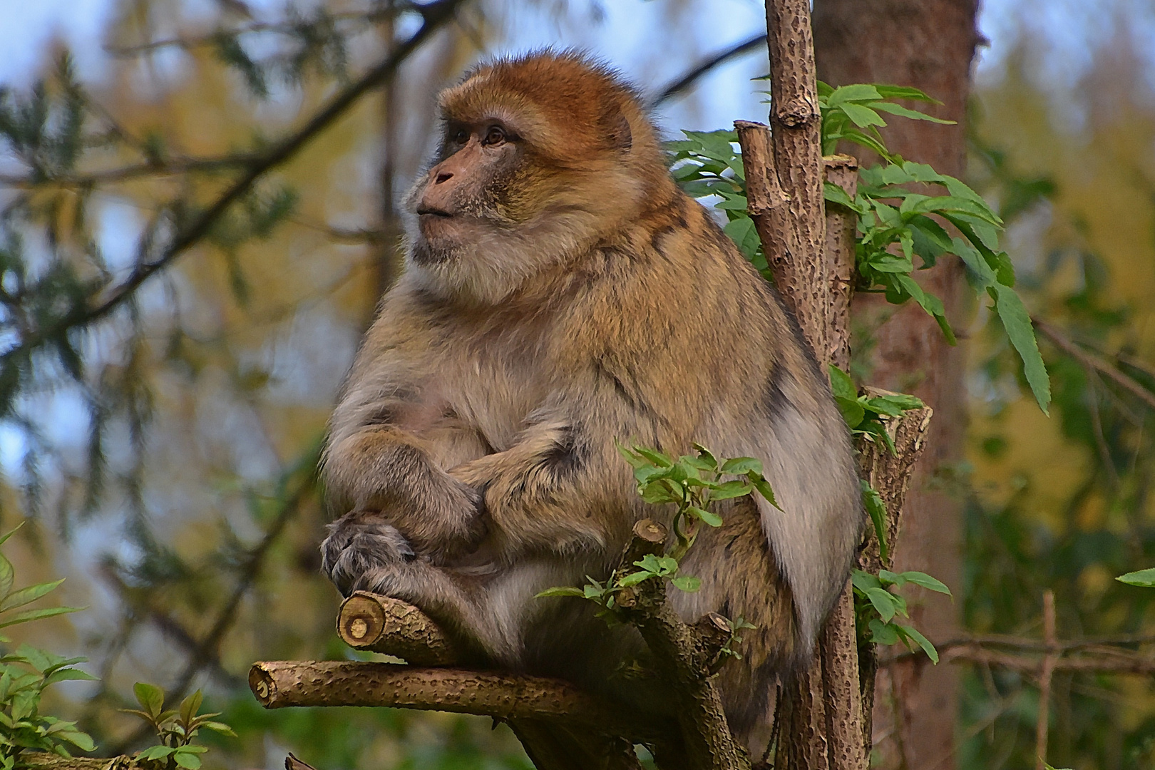 Berberaffe (Macaca sylvanus)