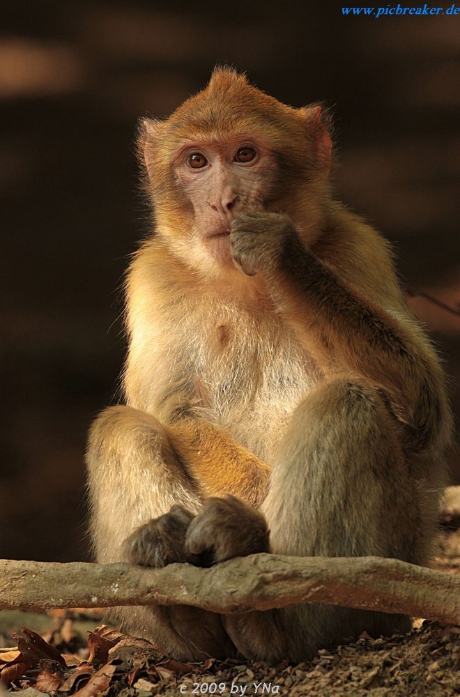 Berberaffe ~ Macaca Sylvanus