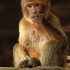 Berberaffe ~ Macaca Sylvanus