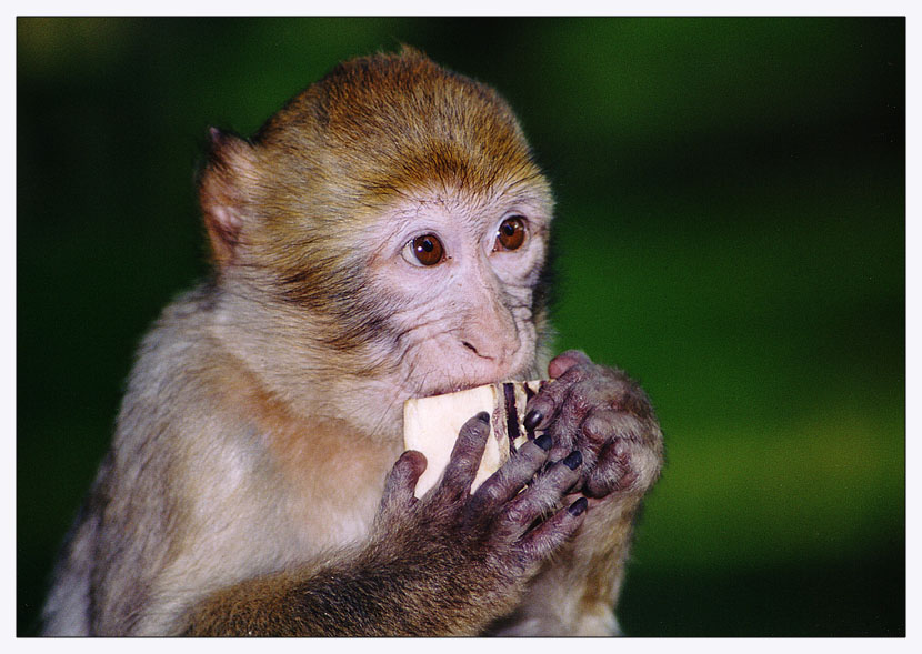 Berberaffe (Macaca sylvanus)