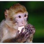 Berberaffe (Macaca sylvanus)