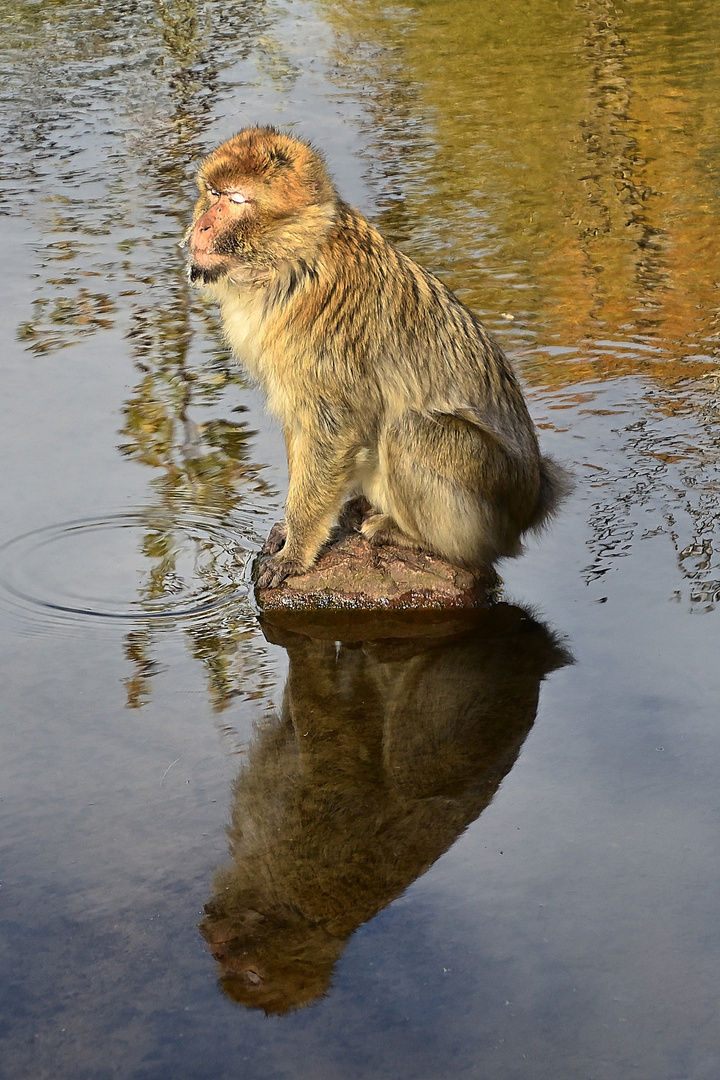 Berberaffe (Macaca sylvanus)