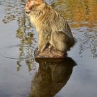 Berberaffe (Macaca sylvanus)