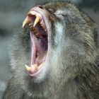 Berberaffe - Macaca sylvanus -