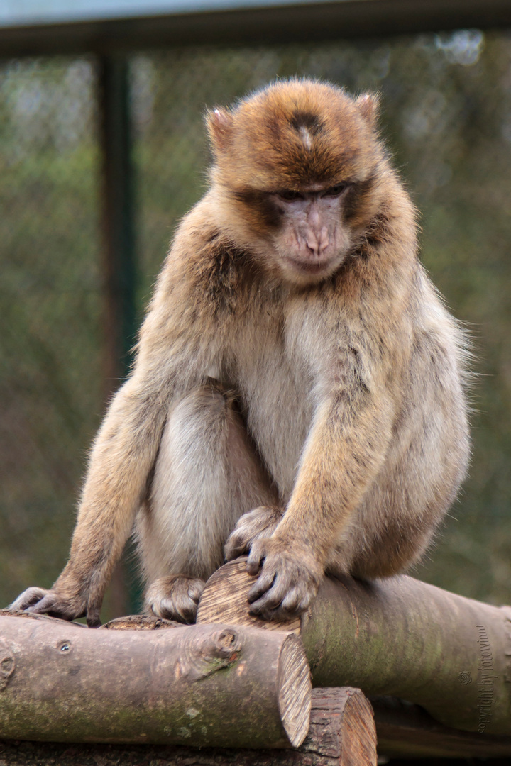 Berberaffe - Serengetipark Hodenhagen