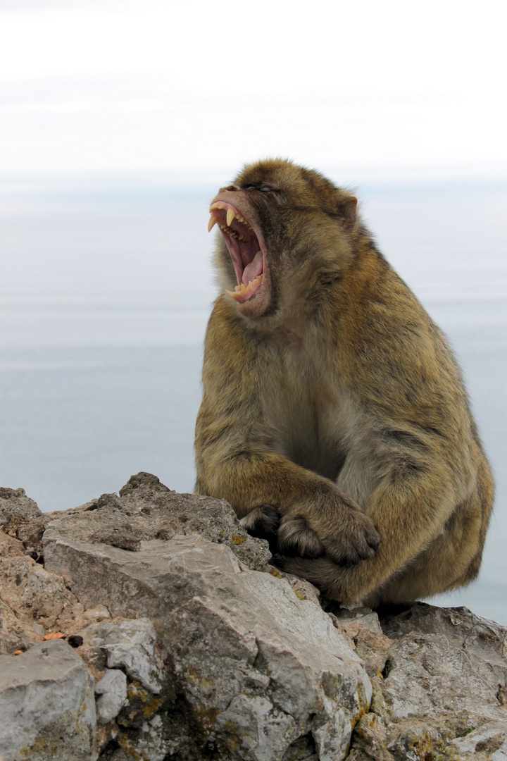 Berberaffe - The Rock, Gibraltar