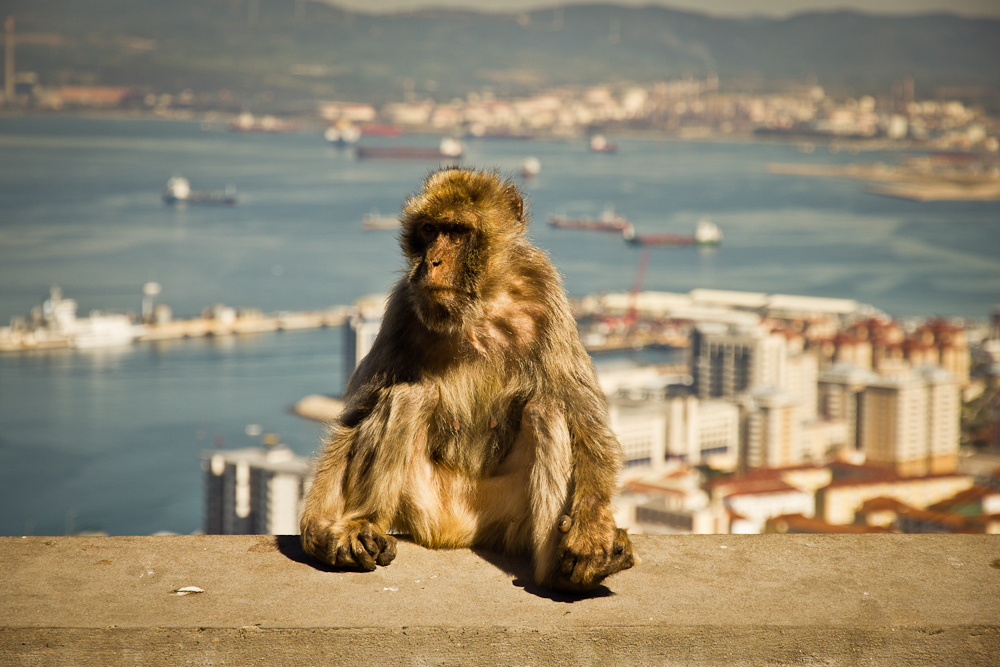 Berberaffe von Gibraltar