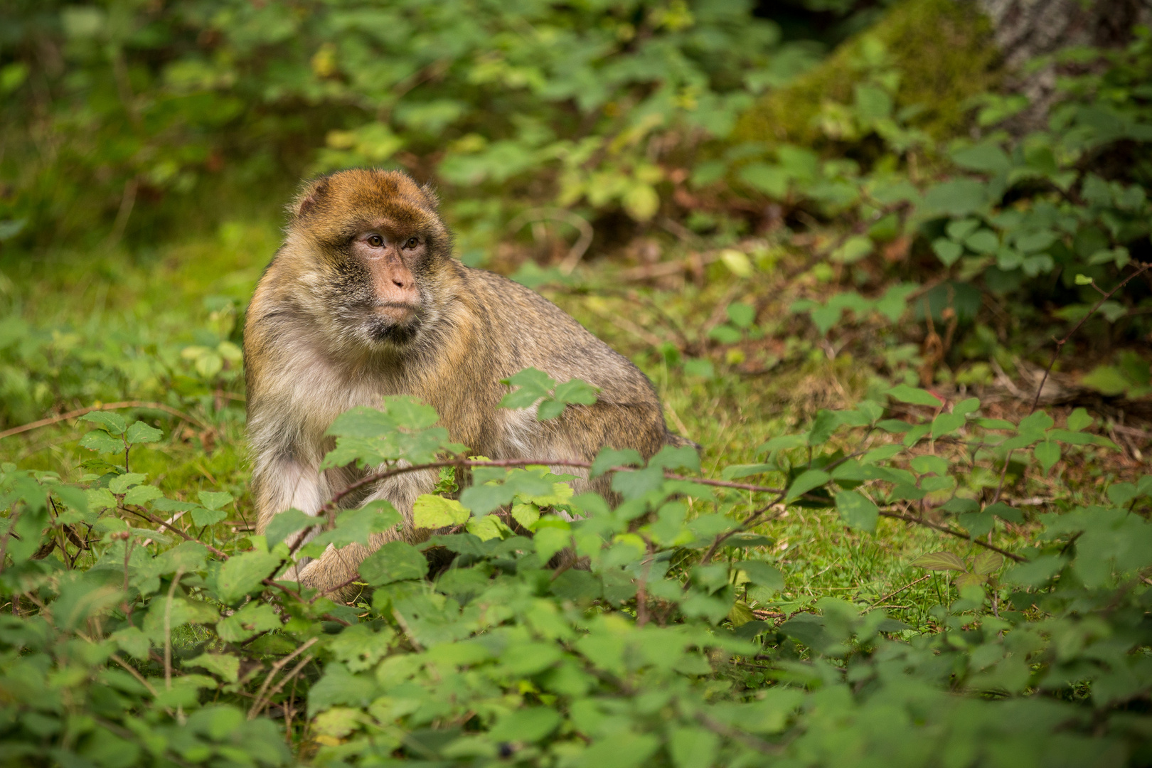 Berberaffe Wildpark Daun