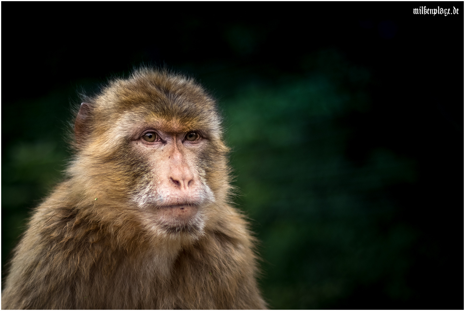 Berberaffe - Zoopark Erfurt