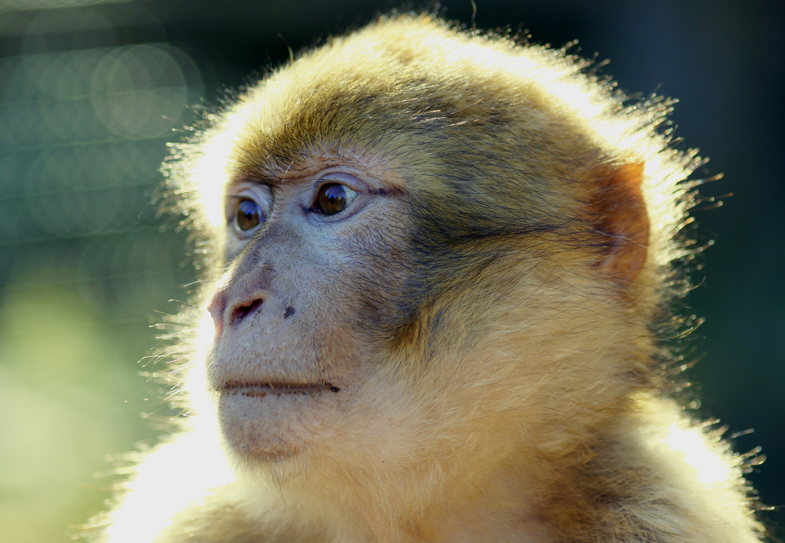 Berberaffe/Macaca sylvanus