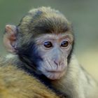 Berberaffen-Baby/Macaca sylvanus