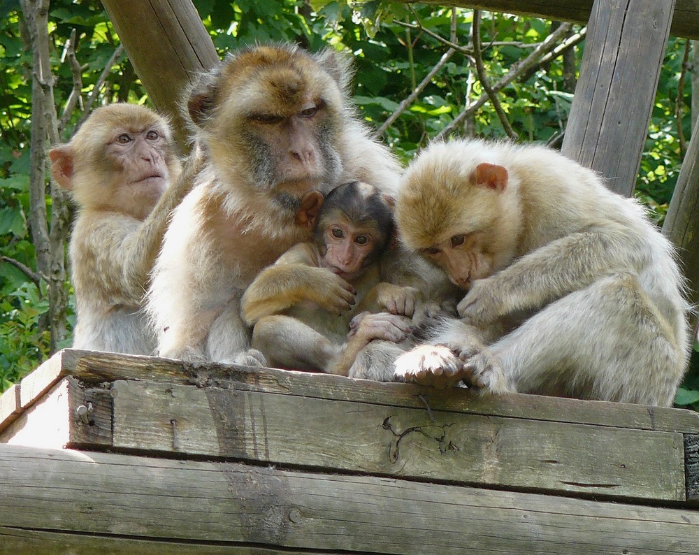 Berberaffen-Familie