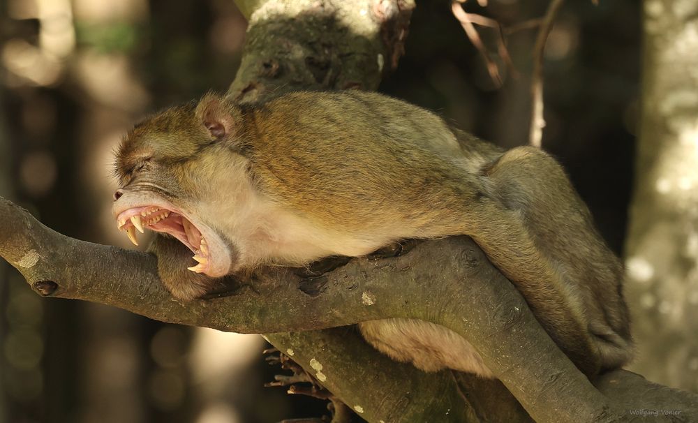 Berberaffen Männchen