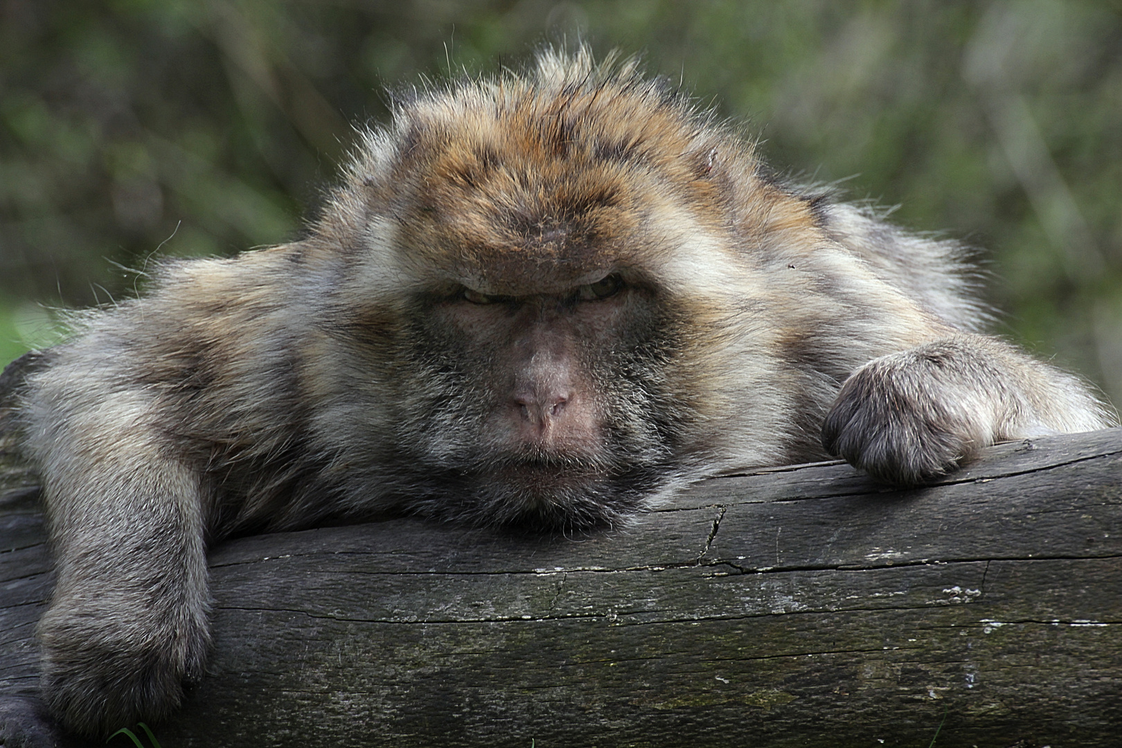 Berberaffen Männchen - nicht gut gelaunt?