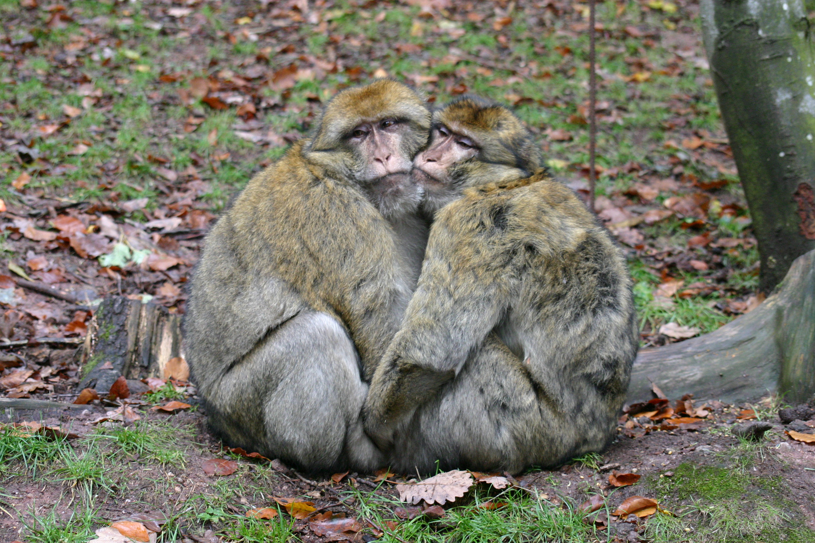 Berberaffen Montagne des Singes