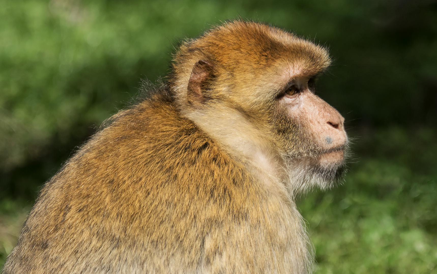 Berberaffen-Portrait 