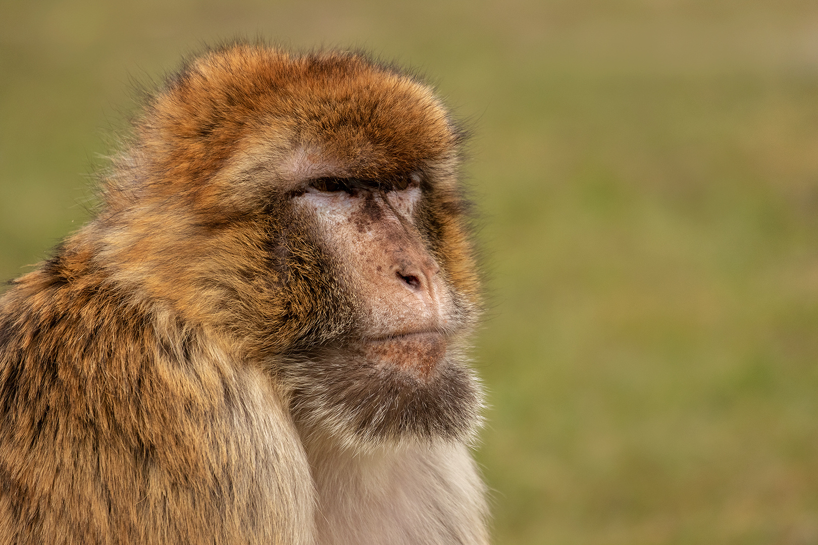 Berberaffen-Portrait 