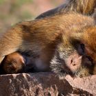 Berberaffenmama beim stillen