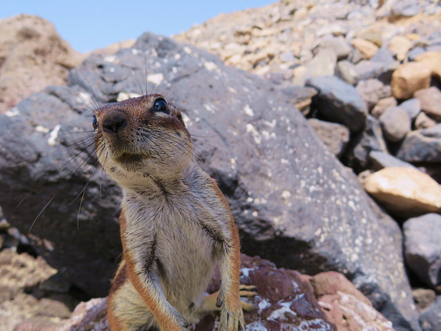 Berbereinhörnchen