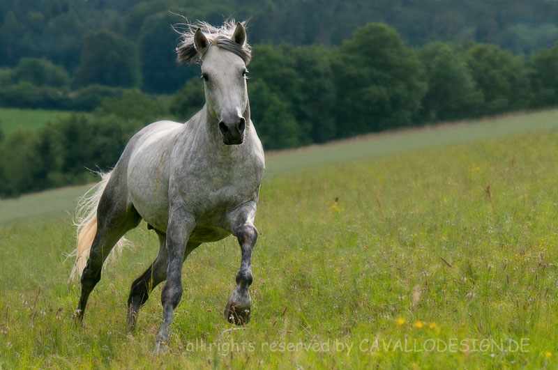 Berberhengst im Galopp