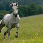 Berberhengst im Galopp