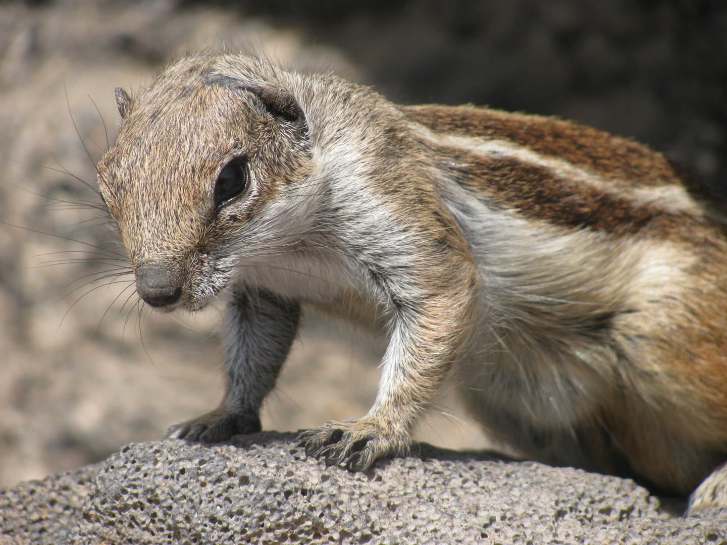 Berberhörnchen auf Fuerteventura Spanien