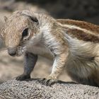 Berberhörnchen auf Fuerteventura Spanien