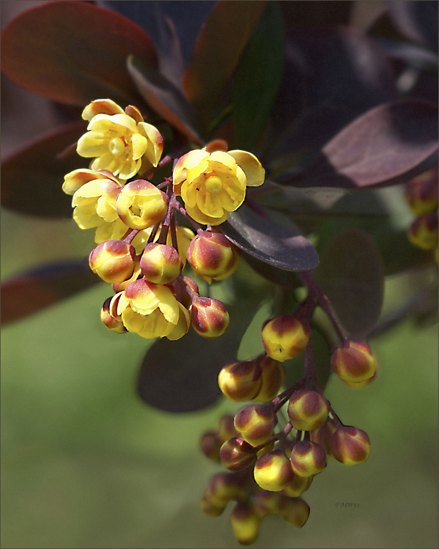 Berberis