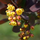 Berberis