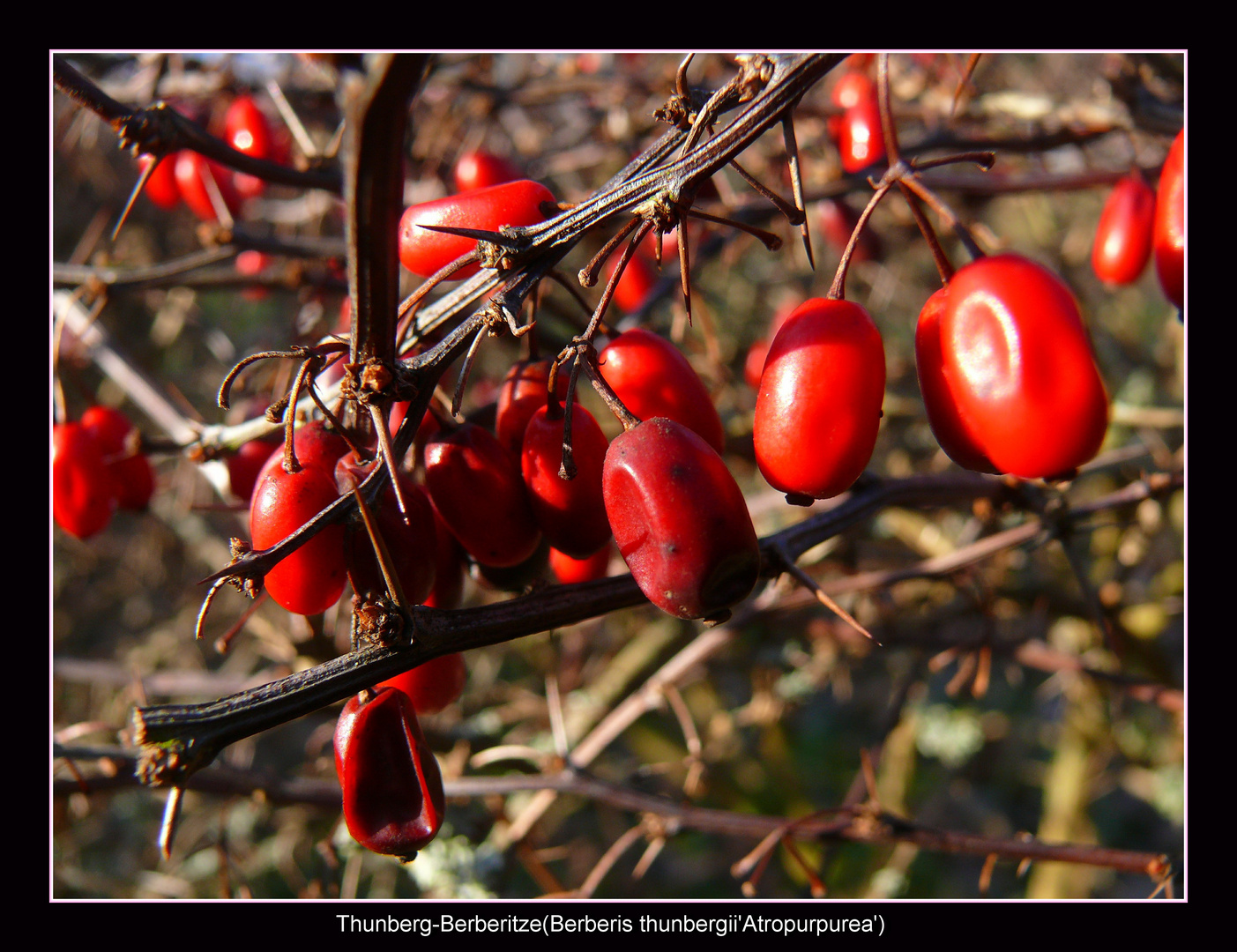 Berberis thunbergii