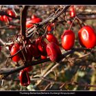 Berberis thunbergii