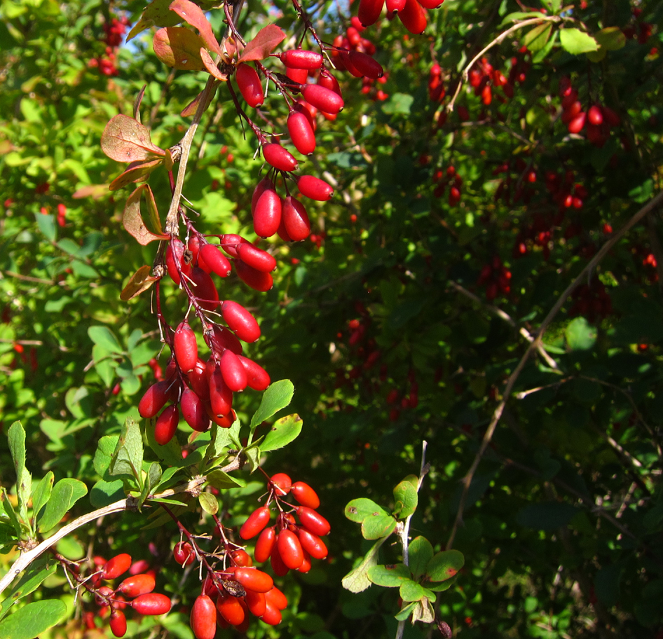 Berberitze Foto & Bild pflanzen, pilze & flechten, rot, natur Bilder auf Berberitze Foto & Bild pflanzen, pilze & flechten, rot, natur Bilder auf