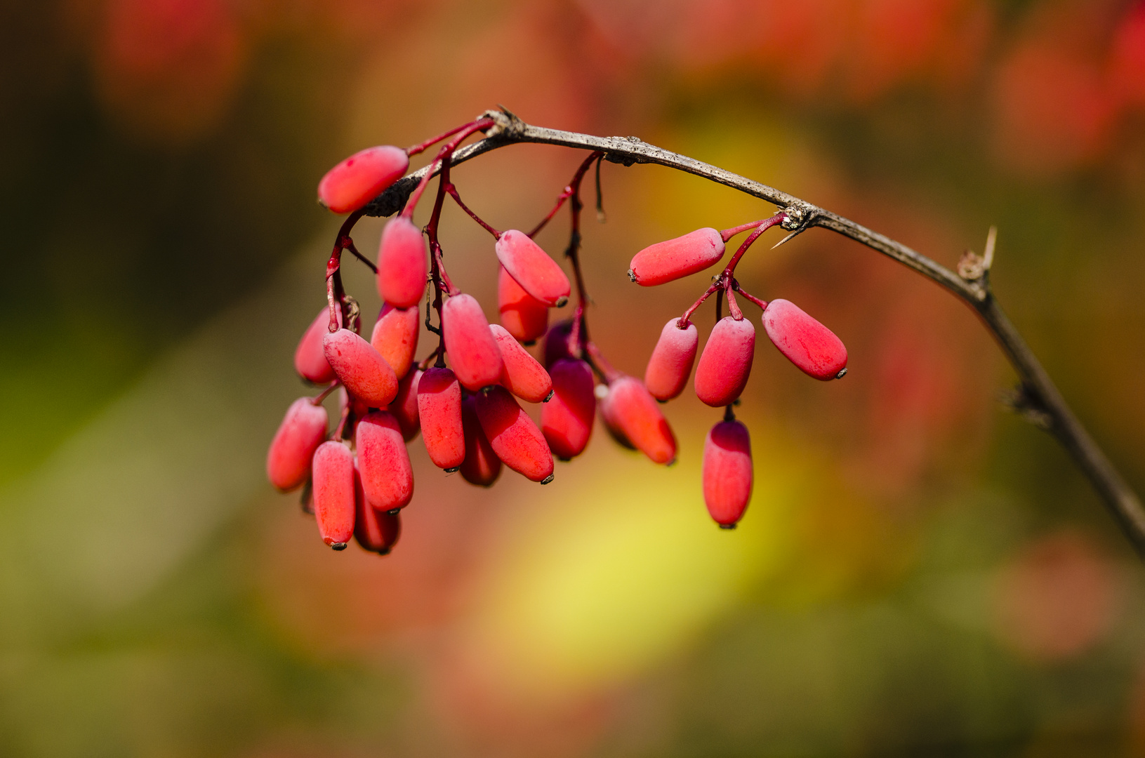 Berberitze (Berberis vulgaris)