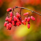 Berberitze (Berberis vulgaris)